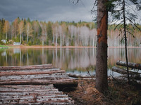 "фото лес срублен"